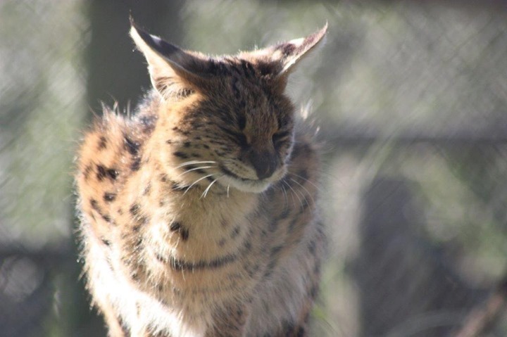 exmoorzoo's tweet photo. #caturday time to wake up and enjoy the time together seeing animals because we’re open again!
10-4pm please remember to book a slot or if it’s last minute ring for availability:01598763352 and press 1
#serval #servalkitten #familydayout #livelovelocal… https://t.co/OpSjkgvMLY https://t.co/u1xdKa0kYo