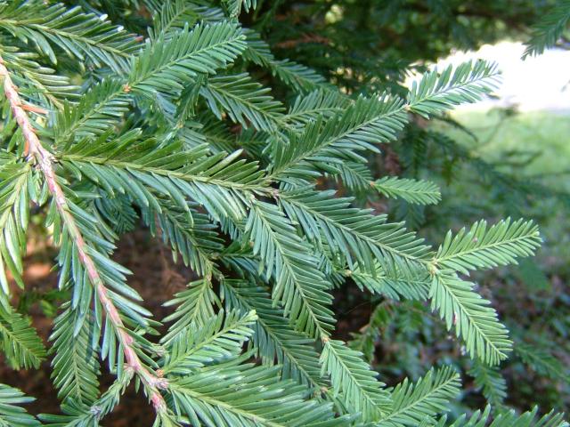 That just leaves 2 families to deal with. But what a pair of families they are: Pinaceae and Cupressaceae. The first thing to appreciate is just how variable the different genera within these families are from one another: here for instance, is Sequoiadendron (L) and Sequoia (R)