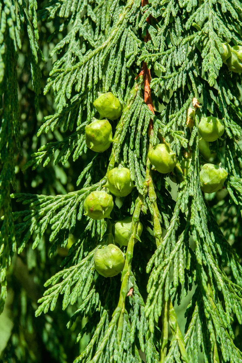 Again, still within Cupressaceae, here are the contrasting cones of Nootka Cypress (left, essentially spherical) and Eastern White-cedar (right; more cylindrical).