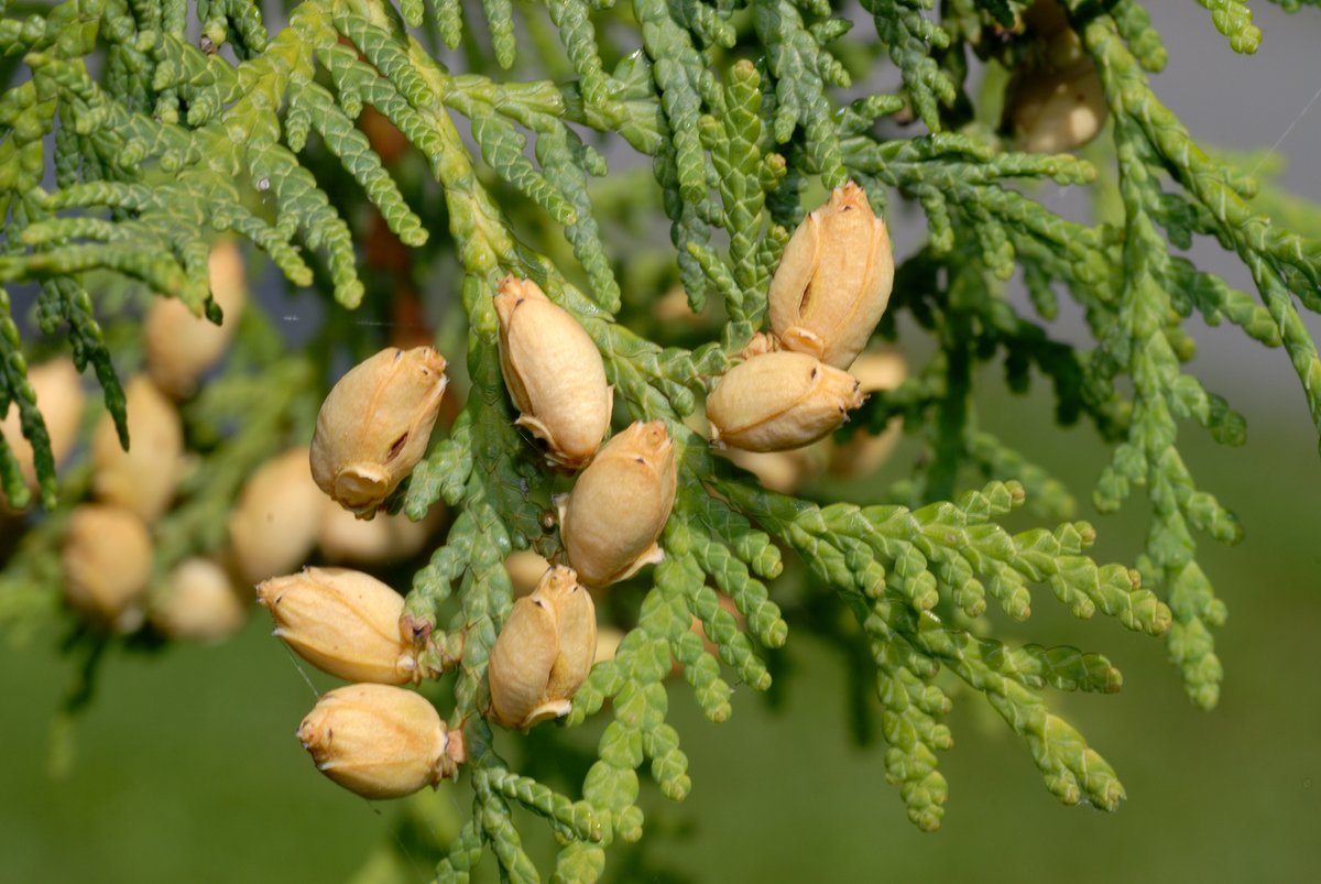 Again, still within Cupressaceae, here are the contrasting cones of Nootka Cypress (left, essentially spherical) and Eastern White-cedar (right; more cylindrical).