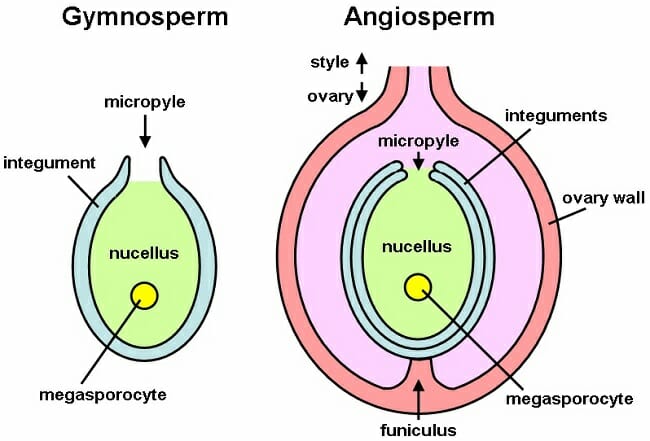 So if the genera are so variable within each family, what is it that makes Cupressaceae and Pinaceae distinctive ? This is where we need a bit of botany.  Both Cupressaceae and Pinaceae are Gymnosperms, so both have naked ovules (left) attached to a cone scale.