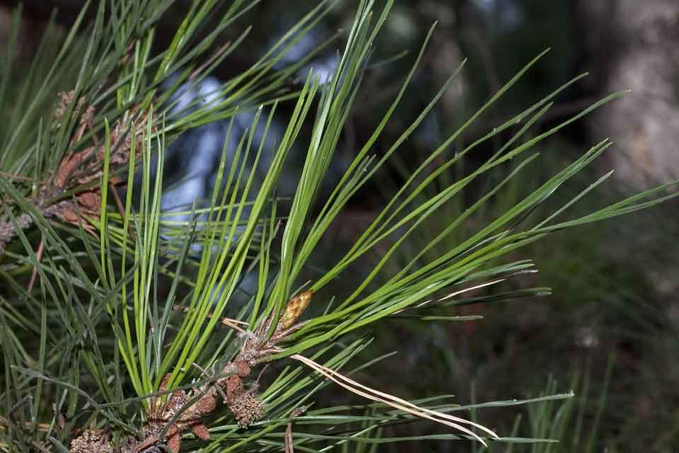 Within Pinaceae this time, there are huge differences between shoot morphology across the genera. The needles can be inserted singly as in Douglas Fir (left), or in bundles as in Monterey Pine (right)