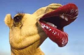 الستات والبنات لما تنفخ الشفايف عند بتاع الكاوتش والمقاس 35😂🤣