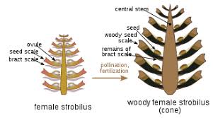 In Pinaceae (illustrated) the bract is free of the scale, and if you open a young cone you will find it. Older cones might have only a remnant, but there it is, none the less. So the female cones have readily distinguishable scales (with the seeds on them) and bracts (beneath).