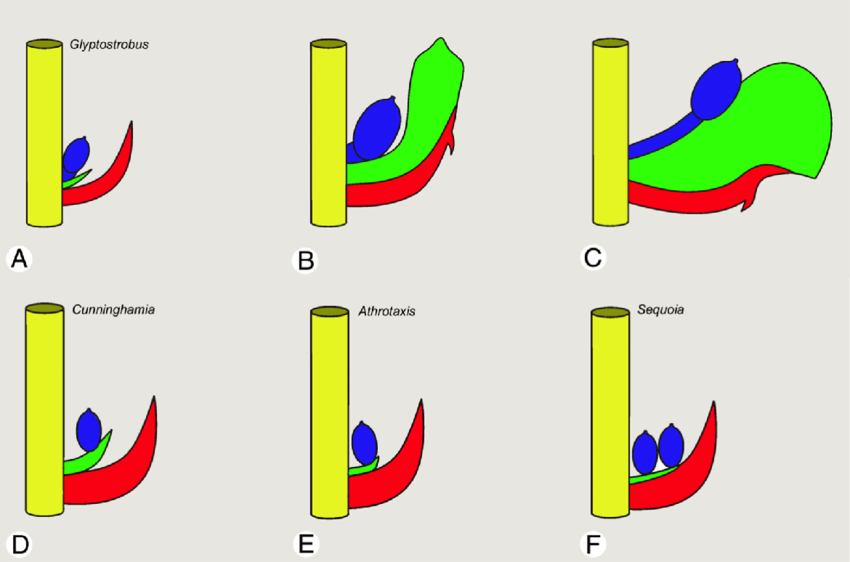 In contrast, in Cupressaceae (illustrated) the bract (red) is fused with the base of the scale (green), often to such a degree that you can’t tell them apart. The pattern of fusing is different in different genera (see below), but the story is the same. The ovule(s) are in blue.