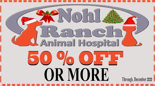 nohlranchanimal's tweet photo. Thinking of getting a new pet for the holidays? Or know someone who is? Even new pets need vet care!
We have a package for your new fur baby, whether he/she is a puppy or a kitten. 

https://t.co/Y24RKM7Qq0

#HappyHolidays #pets #Puppies #puppy #kitten https://t.co/vPiDQPUyIo