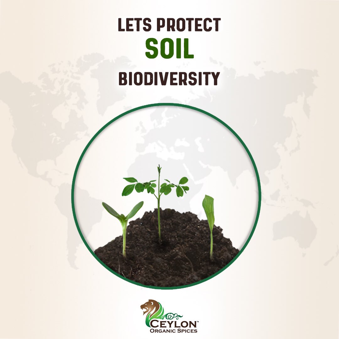 ceylonorgspices's tweet photo. This World Soil Day, lets explore the importance of soil biodiversity. 🌱 Soil is the ‘skin of the earth’, responsible for producing nutritious and safer food which is why this day is important for us because we believe in healthy food for a healthier life. https://t.co/IzcTYQiy0u