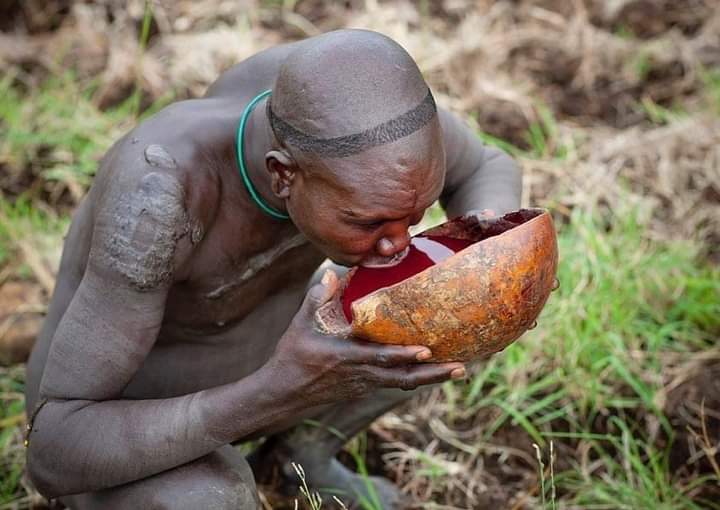 SmartAtuadi's tweet photo. Surma men in Ethiopia like to drink a litre of fresh cow blood early in the morning. The cow is not killed, the vein is just cut by knife and clotted with dung. https://t.co/Nh1JLOnbw2
