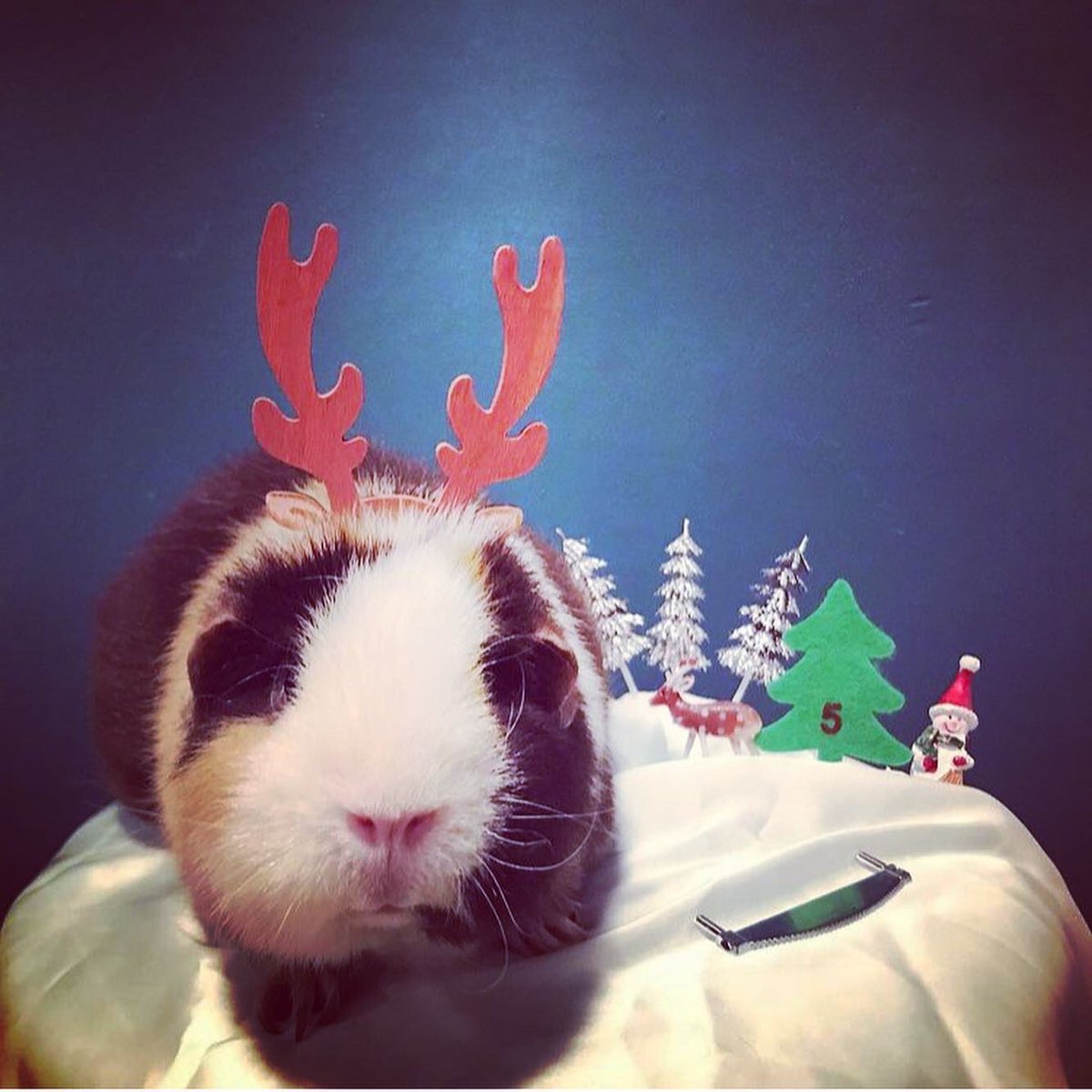 SwaggyZippy's tweet photo. 5 eme jour de décembre ! Swaggy la renne est là ! #5 #deco #December #Rennes #décorations #noel #decorationnoel #christmas #christmasdecor #decor #cochondinde #guineapig #cavi #usteddy #reindeer #reindeers #xmas #day #caribou https://t.co/FZ4Won0aPY