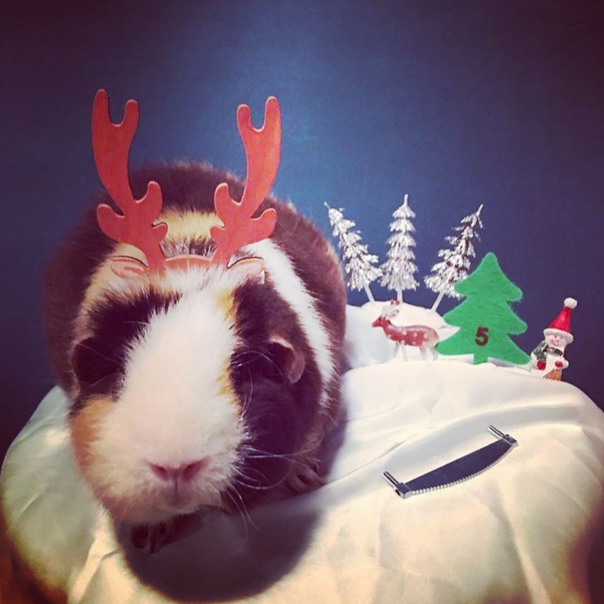 SwaggyZippy's tweet photo. 5 eme jour de décembre ! Swaggy la renne est là ! #5 #deco #December #Rennes #décorations #noel #decorationnoel #christmas #christmasdecor #decor #cochondinde #guineapig #cavi #usteddy #reindeer #reindeers #xmas #day #caribou https://t.co/FZ4Won0aPY