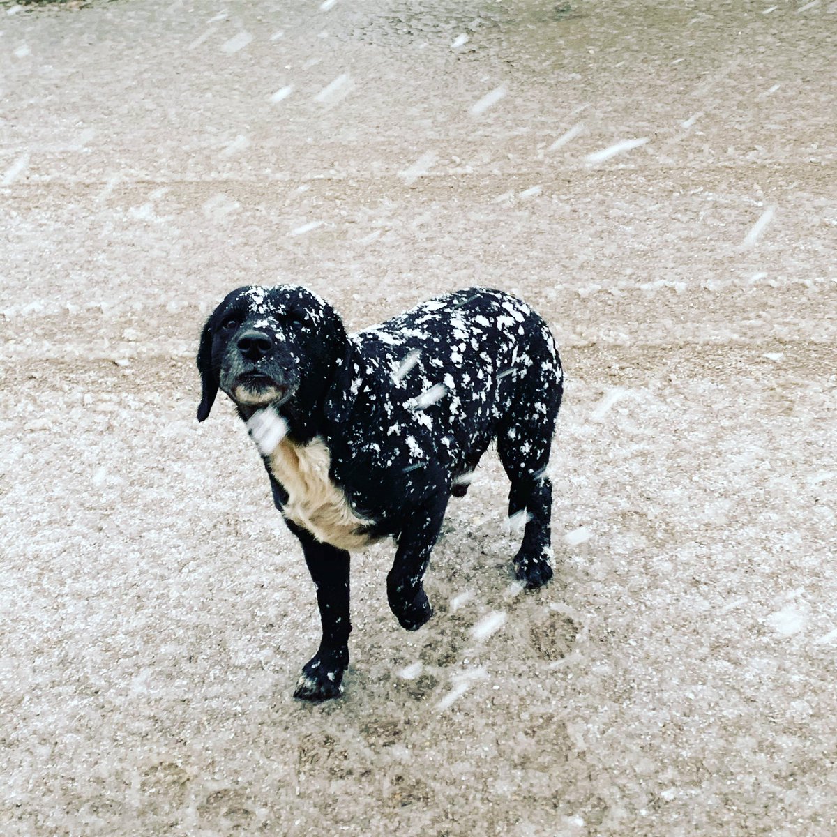 Emcolefarmsltd's tweet photo. Snow ❄️ hound #springerdor #snow #britishflowers https://t.co/BYWF1rarHT