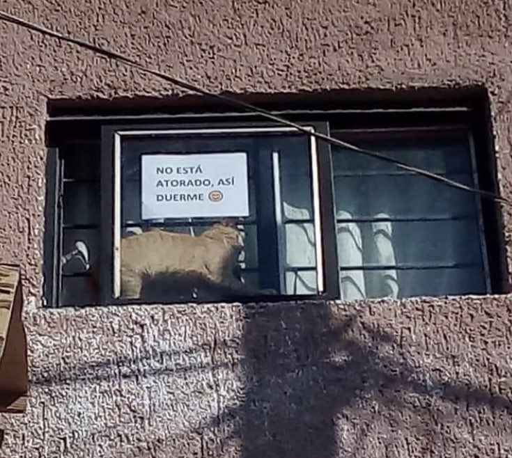 MileCoffey's tweet image. Dicen que buscan el calor del Sol🤔 😁👍🏿