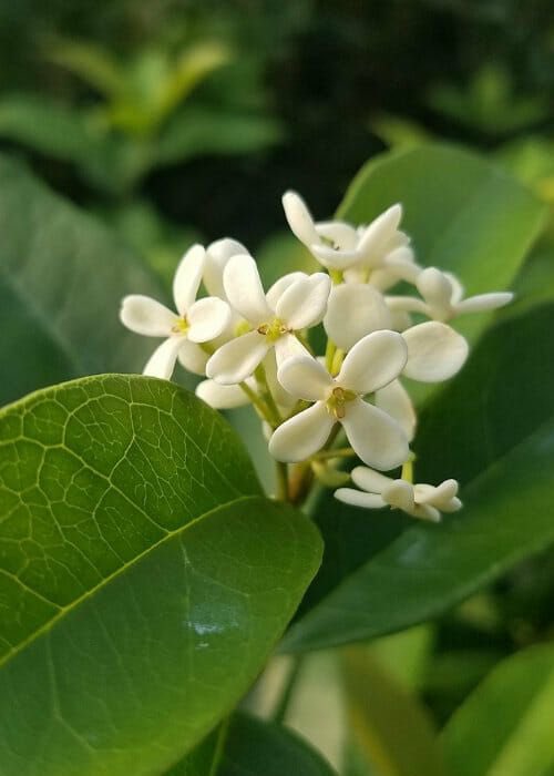 草木のこと Osmanthus Fragrans ギンモクセイ モクセイ科の常緑小高木 秋にオレンジの花 をいっぱいつけて 香りを楽しませてくれる金木犀に対して 白い花を咲かせ何となく地味な銀木犀 単に木犀と言われる場合は この銀木犀のことを指す T 草木のこと Osmanthus Fragrans ギンモクセイ モクセイ科の常緑小高木 秋にオレンジの花 をいっぱいつけて 香りを楽しませてくれる金木犀に対して 白い花を咲かせ何となく地味な銀木犀 単に木犀と言われる場合は この銀木犀のことを指す T