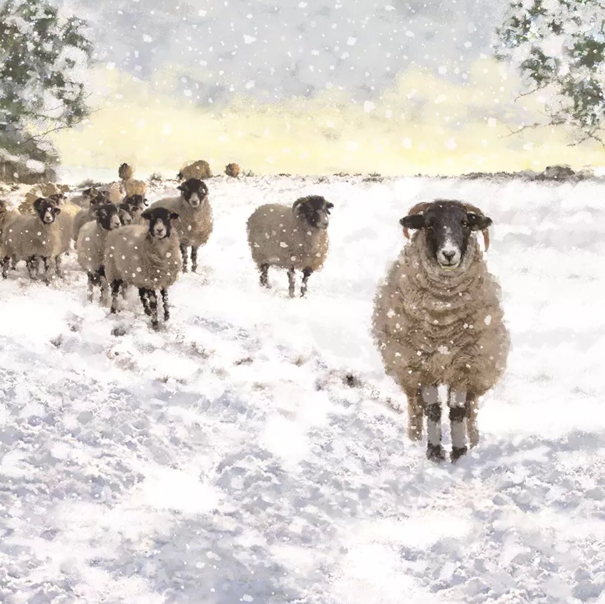 Andrea Meanwell tweet media