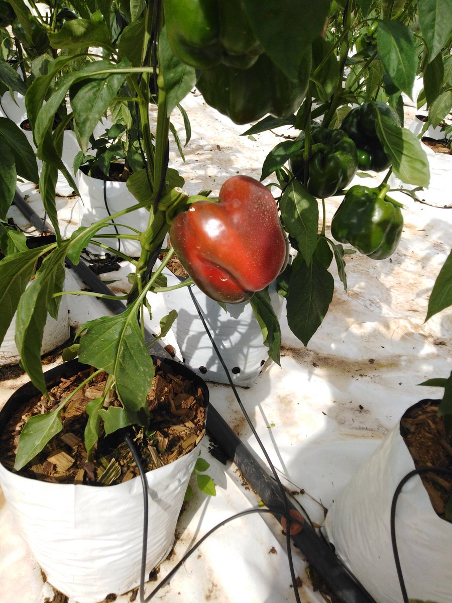 Juddy_tshiambwa's tweet photo. #hydroponic
#womaninfarming
#tripeppers
🌱😎 https://t.co/6hgh5Z5rIt