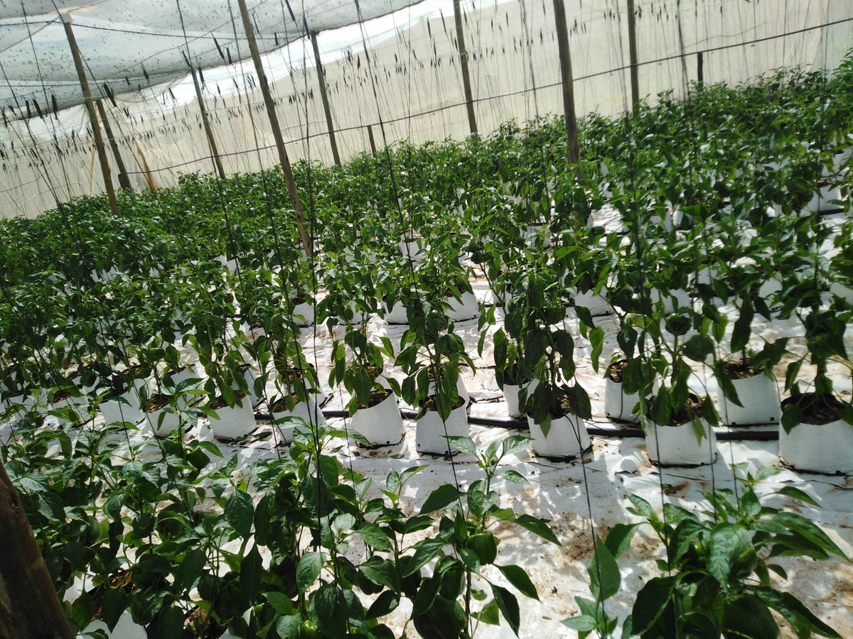Juddy_tshiambwa's tweet photo. #hydroponic
#womaninfarming
#tripeppers
🌱😎 https://t.co/6hgh5Z5rIt