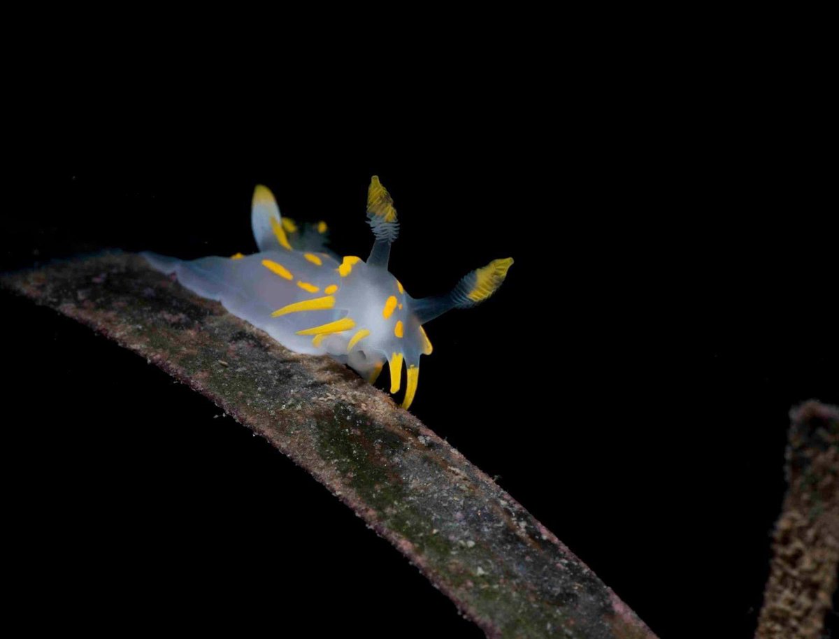 SteveTrewhella1's tweet photo. Fourth night dive of the week ๐, my God itโs cold now , but still fabulous in Dorsetโs Seagrass meadows #seagrass #eelgrass #winterdiving #nightdive #nightdiving #Nauticam #othreedrysuits #backscatterflash #winter #comeinfromthecold #Dorset https://t.co/SYAZKc2kQY