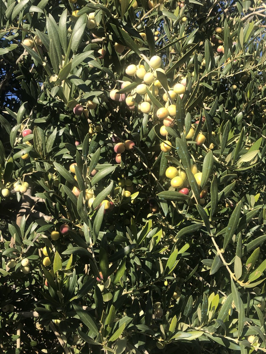 #agropopularGraciasoyentes Buenos días desde Cordoba con un día frío y con alegría por la llegada de las lluvias. Una parada en la recolección de aceituna, por cierto con rendimientos bajos. La respuesta es Día Mundial del Suelo. Enhorabuena por la cantidad de oyentes