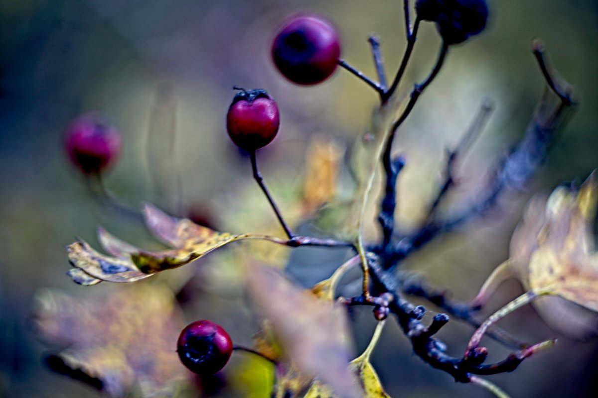 Steve Cushing Photography tweet media