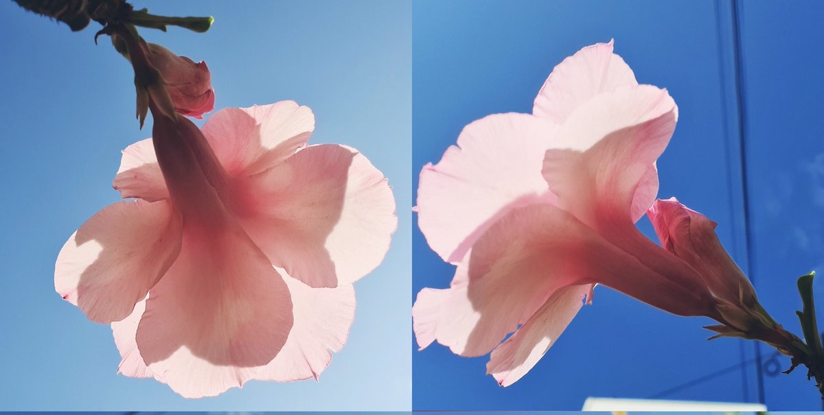 หวานๆ ...น่ารัก

ความรู้สึกเหมือนกินไอติม

#Sweetflower