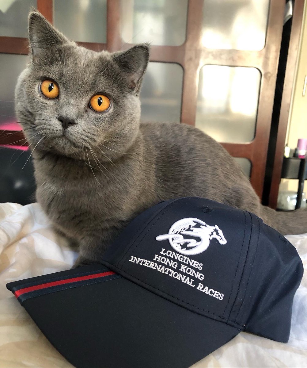 debsmith409's tweet image. Monty approves of the new merchandise 🧢 #hkjc #hkracing @HKJC_Racing #HKIR  #香港国際競走  #競馬