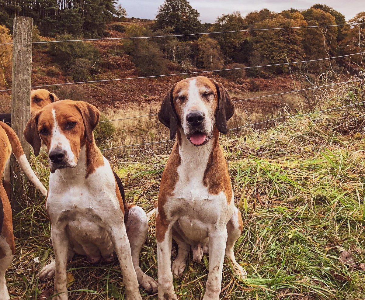 lurcherwork's tweet photo. #hounds #workingdogs #huntingdogs #sportingdogs #hunting #huntingwithdogs #hounds #houndsmen #huntwithhounds #scenthounds #canineathletes #dogs #houndsman #hounddogs #foxhunting #fitforhunting #huntingfitness #keephunting #foxhunting #foxcontrol #drivenfox #drivenshootinguk https://t.co/Oy7Rnm6Sn7