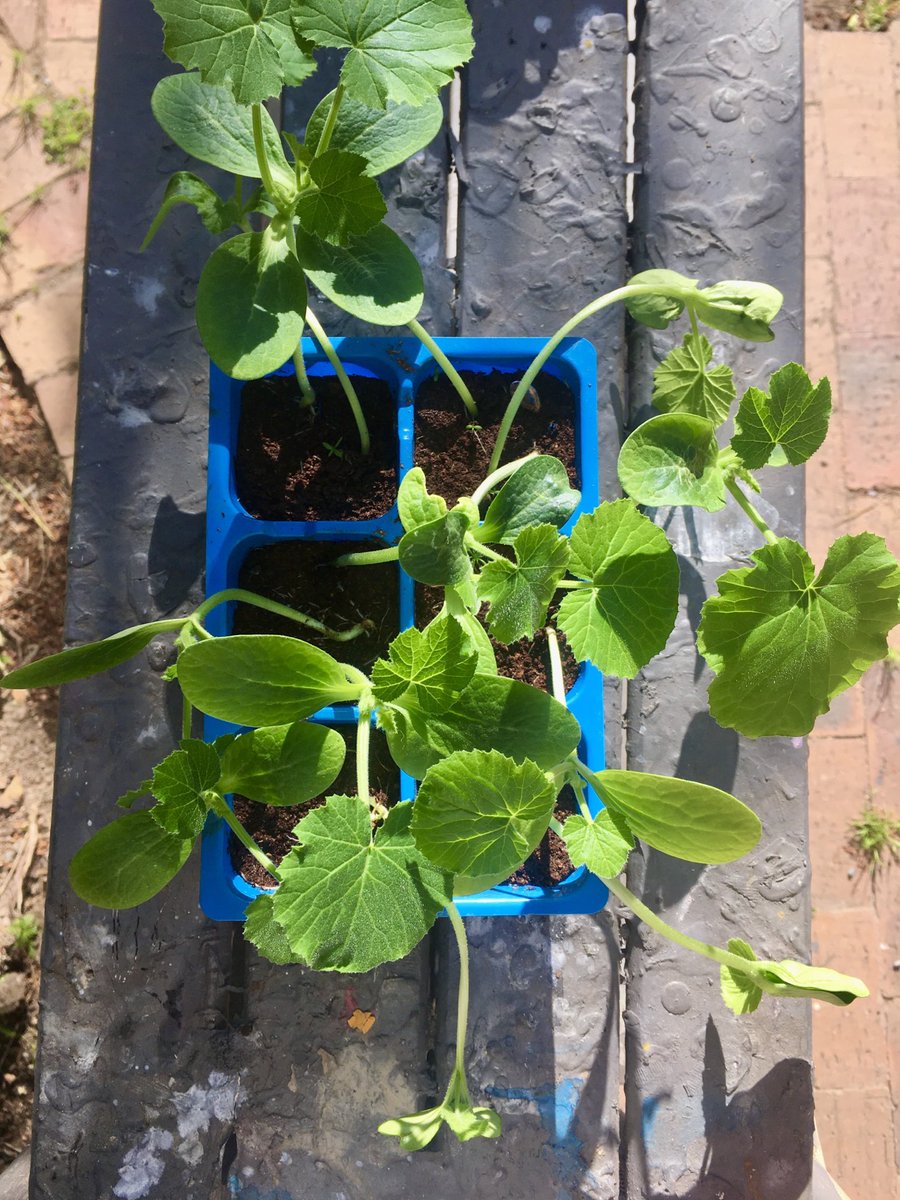 Hydroponology's tweet photo. It’s time to plant out our Zucchini seedlings... 🌱🥒 https://t.co/0rEIpaKWgw