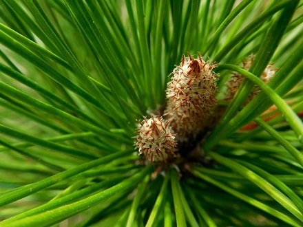 Fortunately, there is another, easier feature: Pinaceae have vegetative buds with proper bud-scales (left); Cupressaceae don’t have proper bud scales (right)