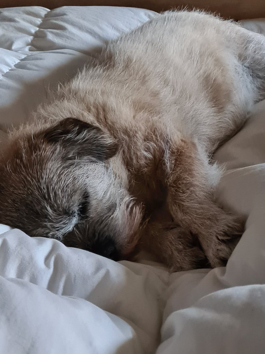 twiglet_tweets's tweet image. Brrrrrrrrrr chilly out pals I iz just going to keep da big bed warm for a little longer #icanholdit