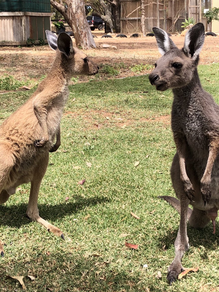 4allwildlife's tweet photo. Milo and Tinky getting some bounce time, itโs so important to raise orphan joeys with a mate, makes their release from us surrogate parents so much easier on them. ..#kangaroos #orphankangaroo #growingup #wildliferescue #bouncetime #mates #rehabilitation #๐๐ฆ https://t.co/tWwcZjyCLW