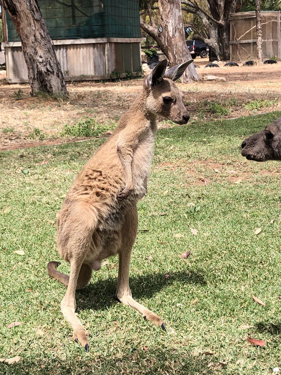 4allwildlife's tweet photo. Milo and Tinky getting some bounce time, itโs so important to raise orphan joeys with a mate, makes their release from us surrogate parents so much easier on them. ..#kangaroos #orphankangaroo #growingup #wildliferescue #bouncetime #mates #rehabilitation #๐๐ฆ https://t.co/tWwcZjyCLW