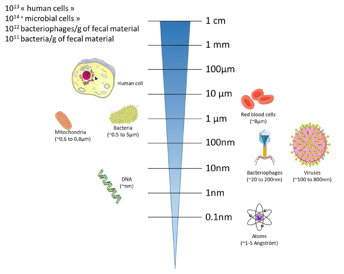 Virus vs virus. Размеры вирусов и бактерий. Размер вируса и бактерии сравнение. Сравнительные Размеры вирусов и бактерий. Размер микроба и вируса.