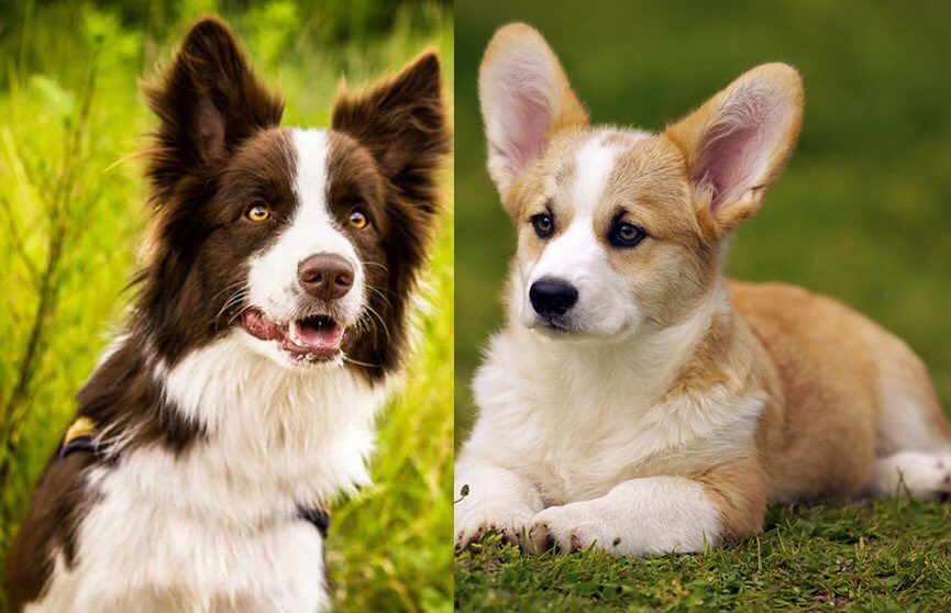 Метис корги и бордер колли. Шелти и корги. Корги колли. Помесь корги и бордер колли. Смесь корги и бордер колли.