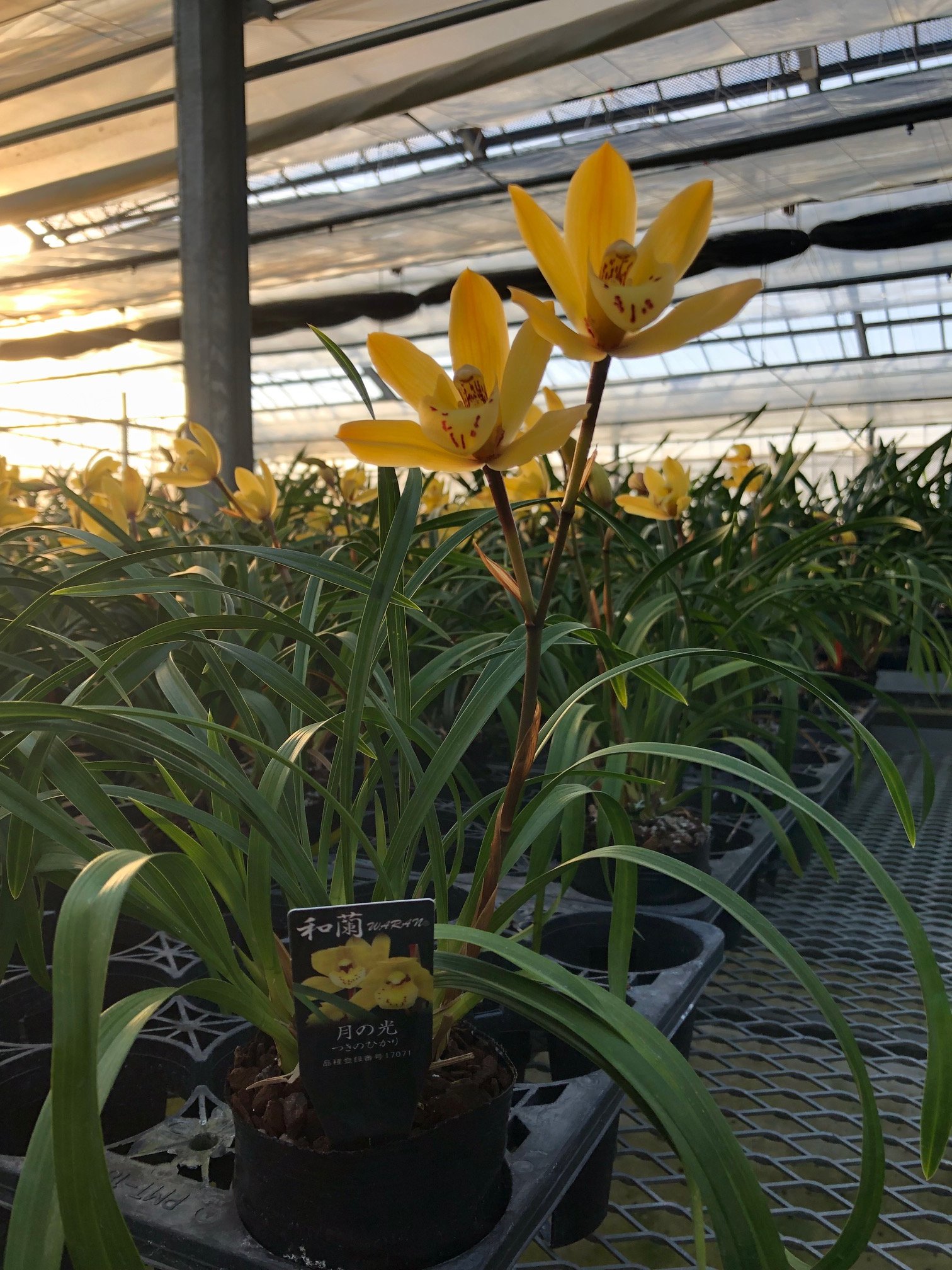 株式会社向山蘭園 Mukoyamaorchids Twitter