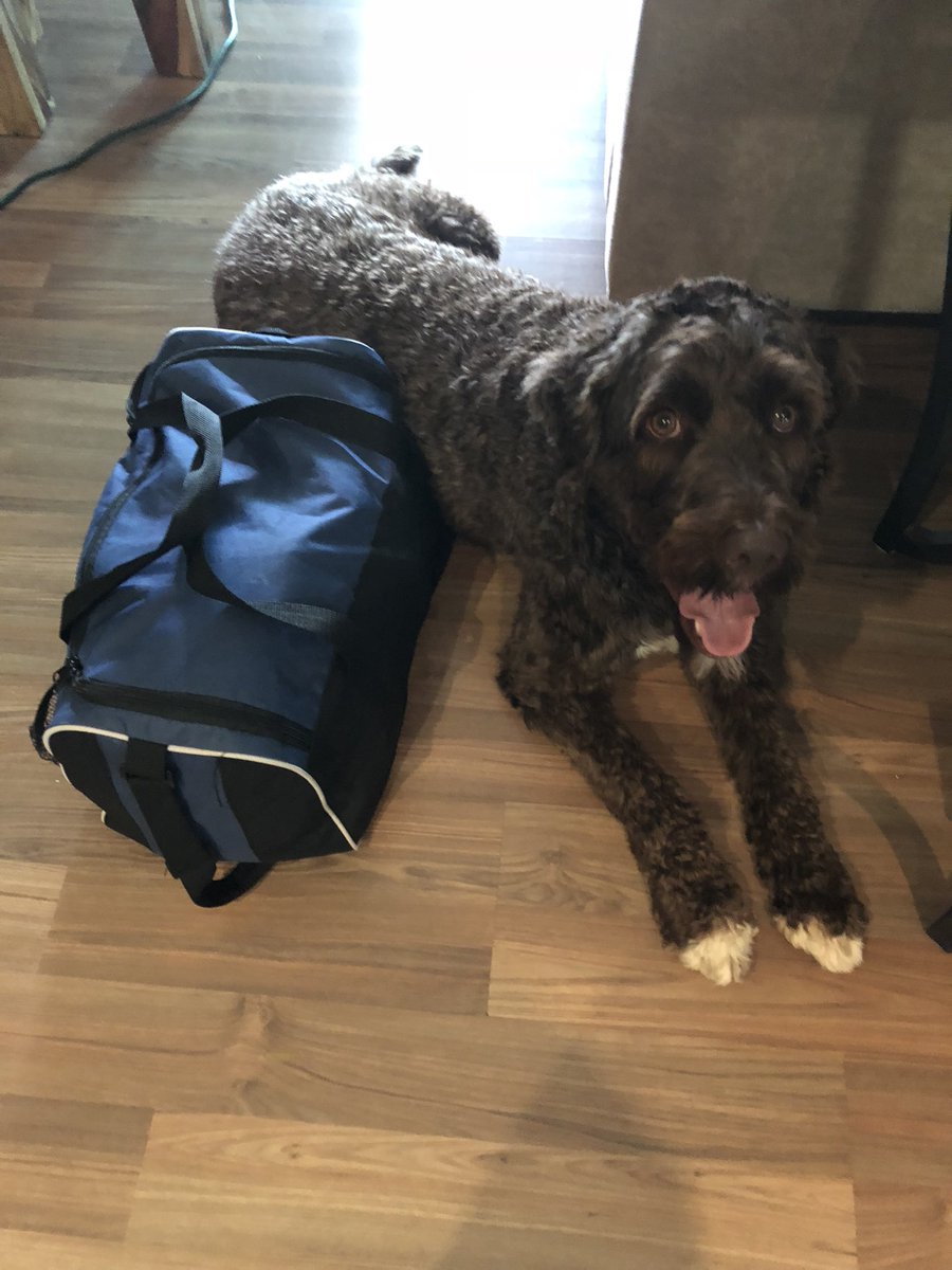 honeydew_mrs's tweet photo. @okayestPAO We’re working hard to have Makai working the the vaccination dates. His bag is packed and he’s ready to work. Helping keep kids and adults calm and engaged! #comfortdog #BDAACH #vaccinate https://t.co/DWdfeTWHlz