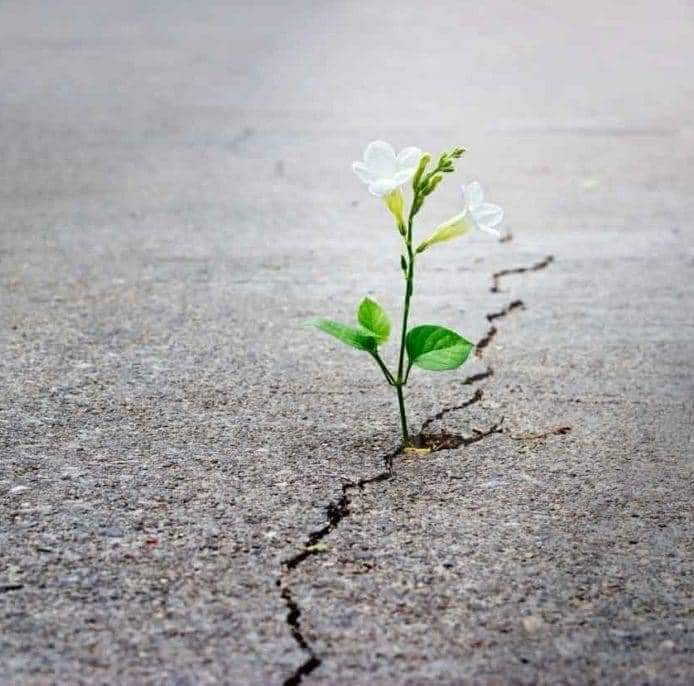 إن الظن مرآة القلوب فأنقى القلوب احسنها ظناً🌿🌺