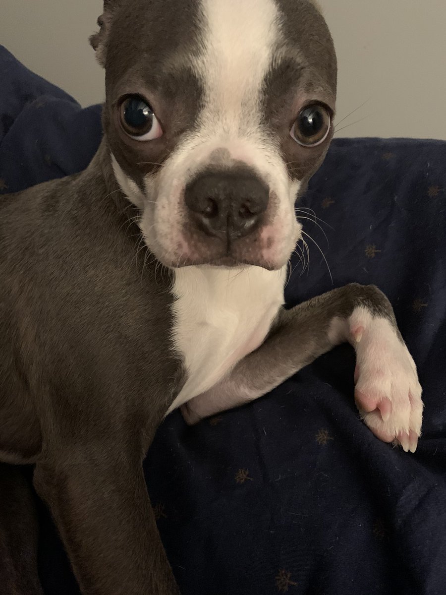 Blueberrys being such a good sport about no walks. I have a 225sq ft balcony so I’ve got her set up to use pee pads out there. Sometimes I’m too weak to stand and play with her so I lie in bed and play tug of war with her.  Anyway take care and be careful out there! Stay home!