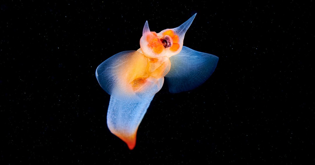 Bluemarinef's tweet photo. “There is far more at stake here than national pride or corporate profits. That is why this report calls for deep-sea mining to be paused." @ProfCallum 

Learn more about the potential "catastrophic" consequences of deep-sea mining: https://t.co/fOiv9BGIjX 

📸 Alexander Semenov https://t.co/2ZGaFbqnwT