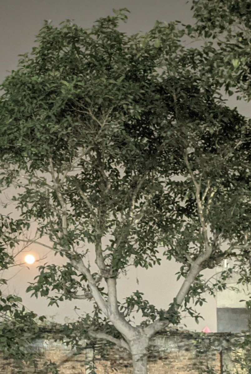 rohitidea's tweet image. Trees are poems that the earth writes upon the sky.&quot;

― Kahlil Gebran
#trees #tree