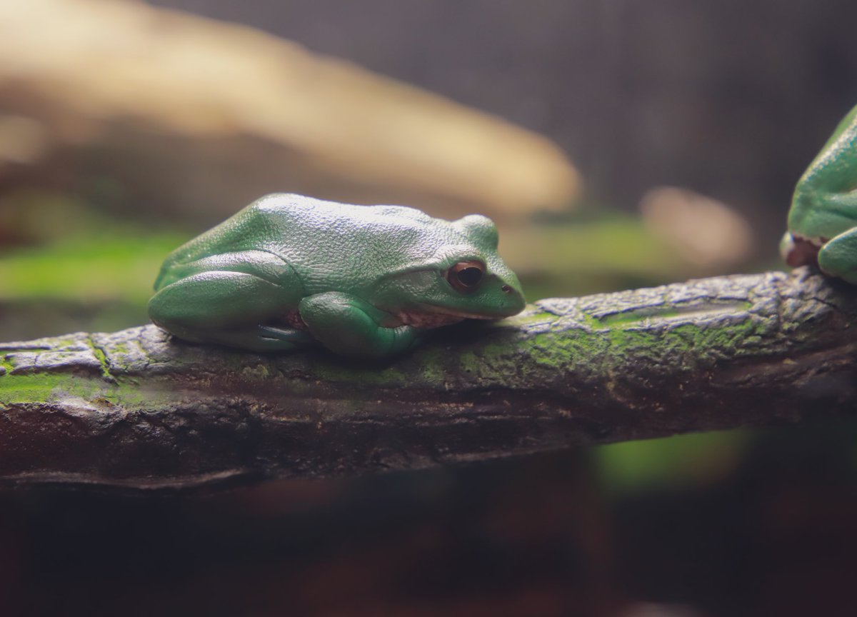 りこ カエル苦手な人いたらごめんね つるつるすべすべのめちゃくちゃかわいいを得た