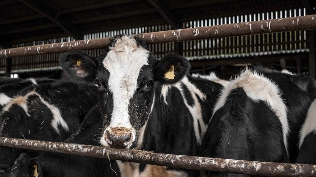 FarmersGuardian's tweet photo. The problem with parasites in dairy cattle is the often invisible impact. Decode the parasite puzzle here with Sioned Timothy, ruminant technical manager at Boehringer Ingelheim Animal Health.
https://t.co/0Kp3S1ckLC
#WormingWednesday #INST_BTP #BoehringerUK #Ad https://t.co/J0mjKbp1B0