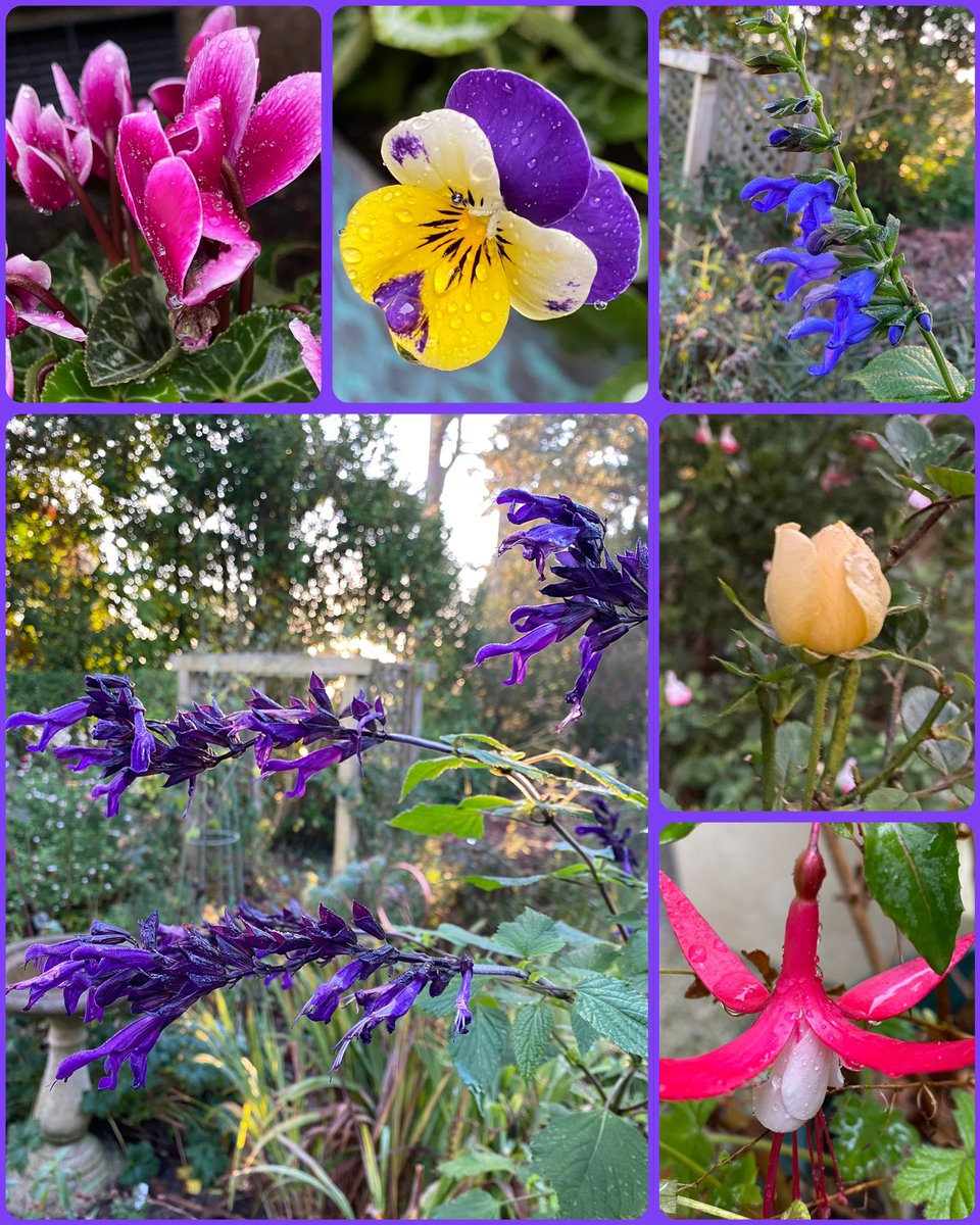 ElizAthertonSop's tweet photo. I’ve surprised myself with the vibrancy of my #SixOnSaturday this weekend. Certainly a lot more vibrant than I feel these days...!
#Cyclamen #Viola #SalviaSuperTrouper (why does he never start flowering till November...?!) #StandardPatioRose #Fuchsia #SalviaAmistad https://t.co/9Kg7TMK0n4