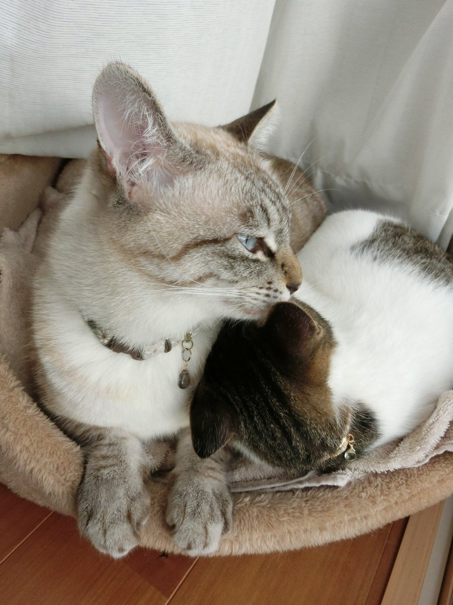 5ｃｍ盆栽 V Twitter 猫 キジ白 キジ白うめ シャムミックス シャムトラ シャムミックスしめじ 黙って佇んでいればそれなりにイケメンに見えなくもないしめじ 短足 性格面白い系なんですけどね