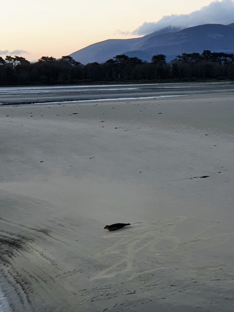 peteranthony001's tweet photo. #saturday #morning #walks #Dundrum #innerbay #baby #seals #mourne #mountains #fresh #cool https://t.co/bvkjuZO8j6