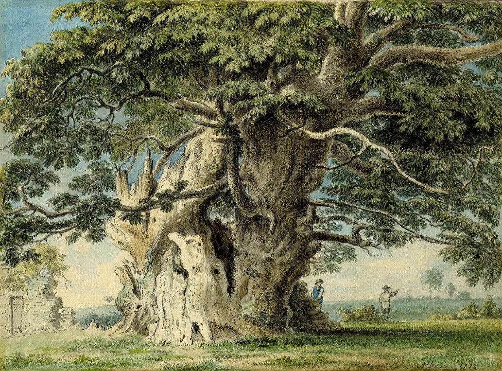 watercolour_tww's tweet photo. TREE WEEK day 8: SPANISH CHESTNUT
Spanish chestnut tree at Tortworth, Gloucestershire, 1775, Anthony Thomas Devis, ©#britshmuseum | CC BY-NC-SA 4.0
https://t.co/sYWyQyQlJ6
#nationaltreeweek2020 #Gloucestershire #watercolour #arthistory https://t.co/5K61bHomHv