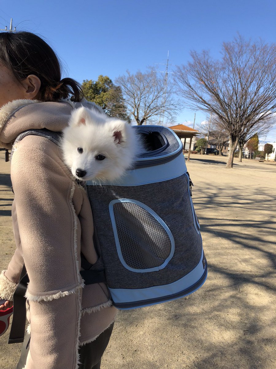 puppyuki1's tweet photo. 日本スピッツ最強説💞だと思ってます 笑
初めての❄️体験だったのね。
可愛いですね💕
#日本スピッツ #JapanSpitz https://t.co/YJvUkwSeSW