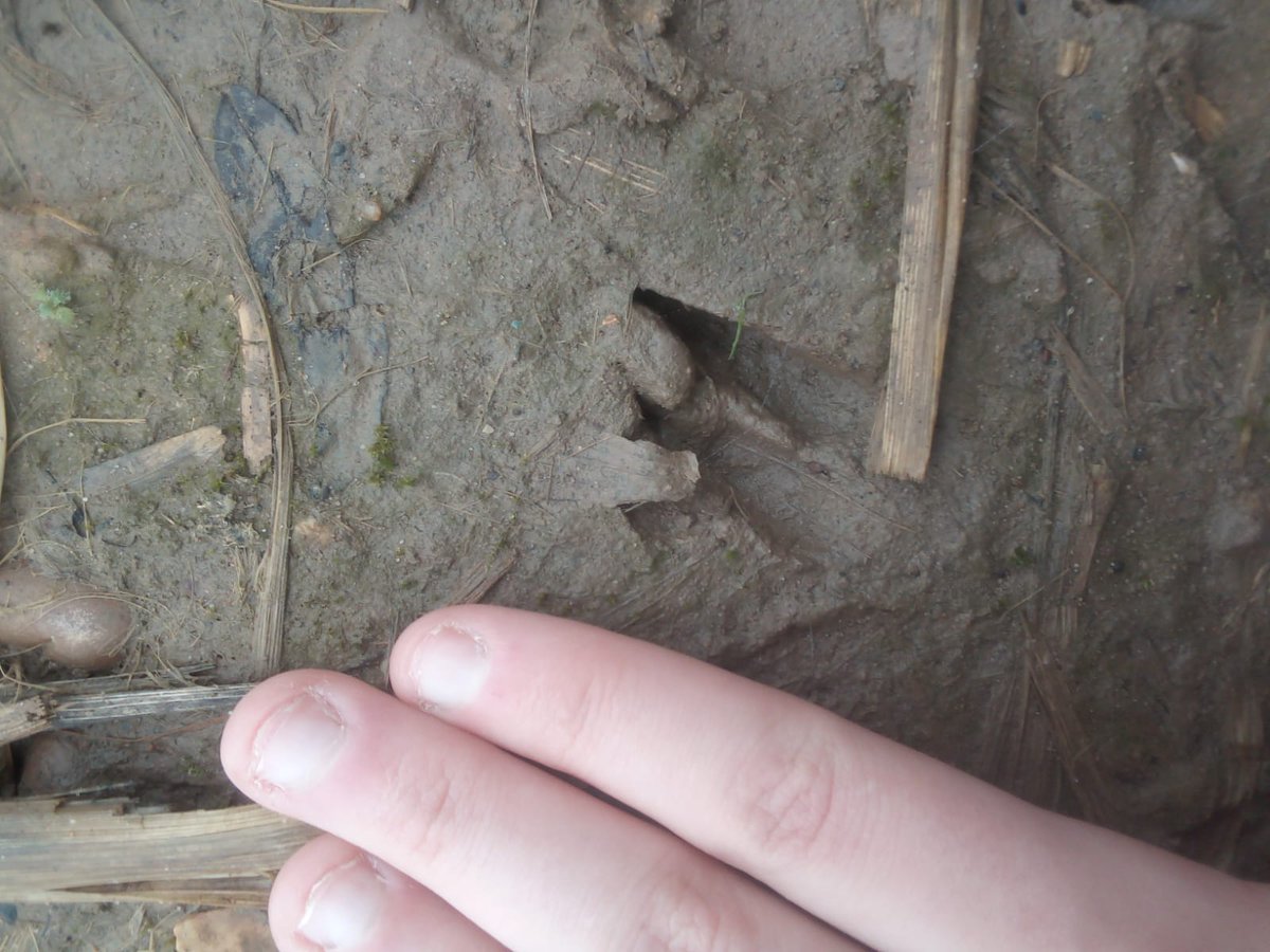 Muntjac deer footprint 
#footprint #footprints #britishwildlife #deer #deerfootprint #deerfootprints #britishdeer