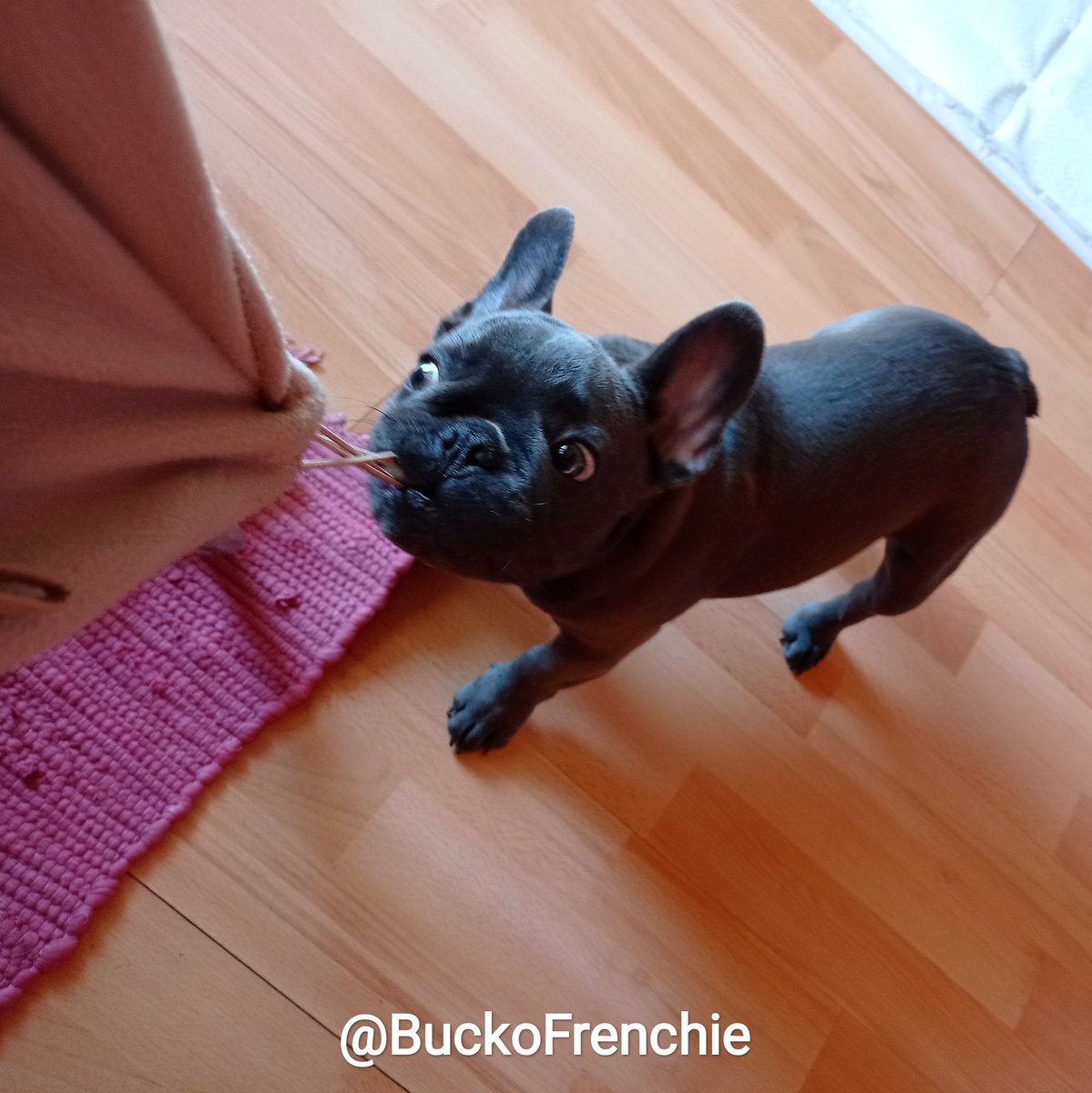 BuckoFrenchie's tweet photo. 🦷 In the morning, I chewed on the plastic buckle of Dad’s hooded sweater and one of my back baby teeth fell out. Dad says I need to put it under my pillow because #ToothFairy brings me something. 🦷 
#BuckóFrenchie #FrenchBulldog #frenchie #puppylife #doglife #winter #December https://t.co/kusQNLaJ0n