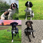 Photo by Stansted Airport Dog Section (@STNDogSection)