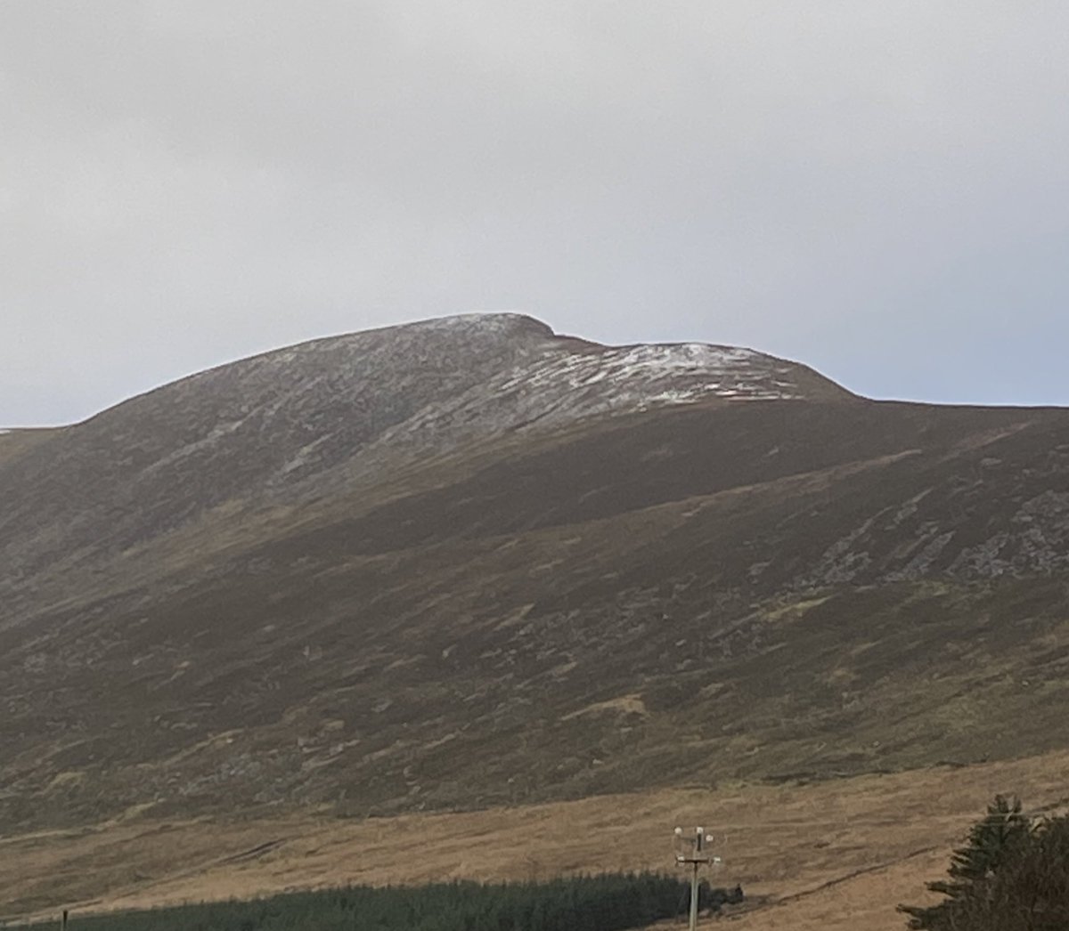 Willie Shubart tweet media